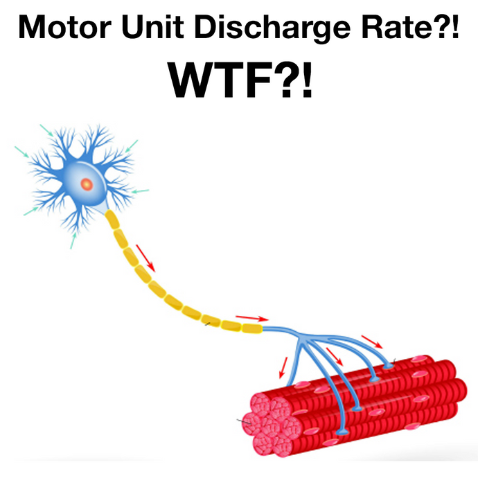 Maximal Discharge Rate of Motor Units