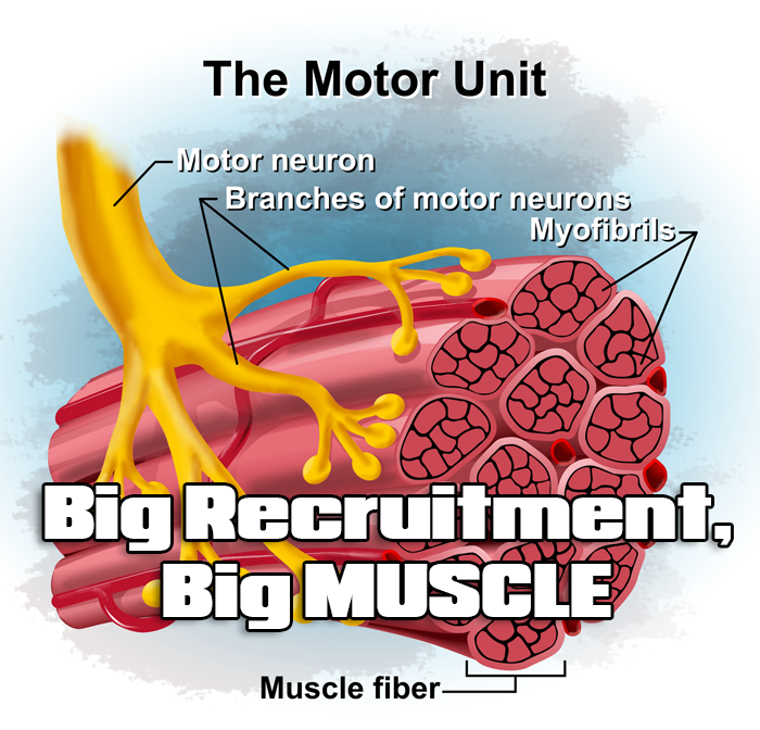 Comprehending Motor Units – Garage Strength