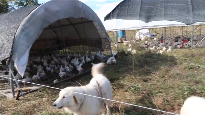Inside Look at North Mountain Pastures